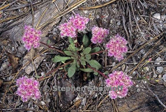 calyptridium monospermum 6 graphic